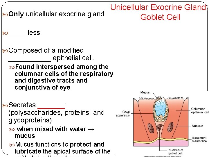 Unicellular Exocrine Gland: Only unicellular exocrine gland Goblet Cell _____less Composed of a modified