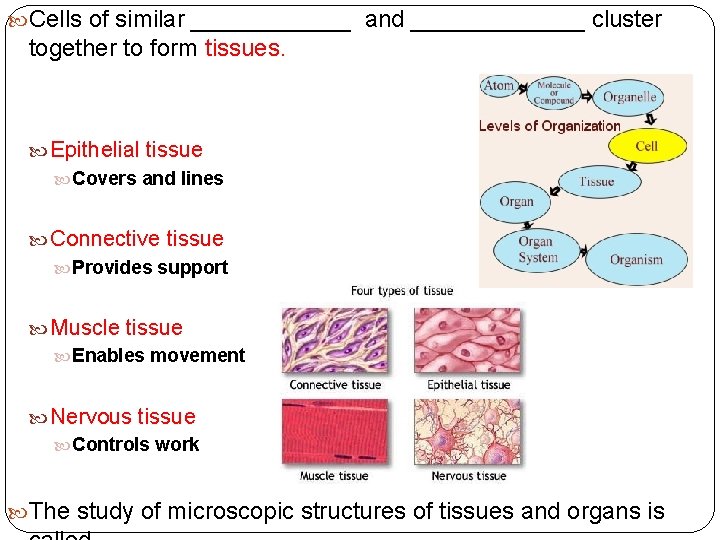  Cells of similar ______ and _______ cluster together to form tissues. Epithelial tissue