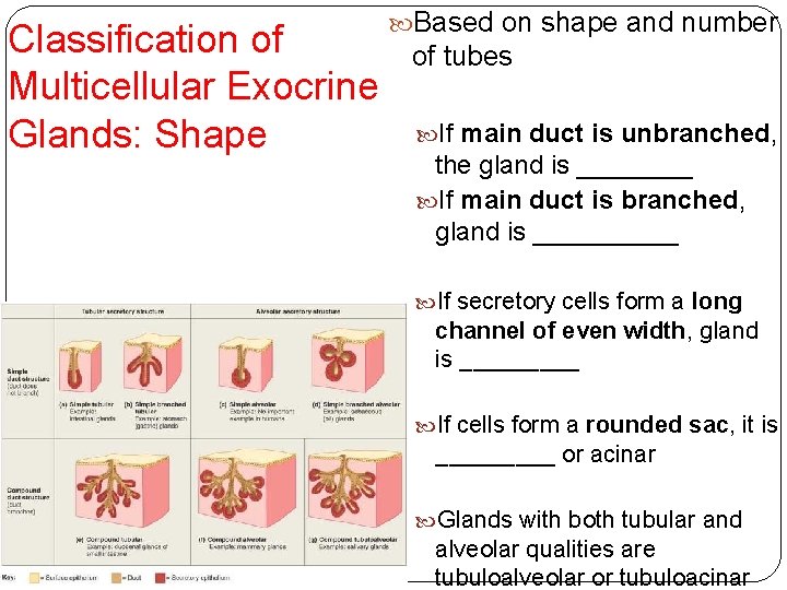 Classification of Multicellular Exocrine Glands: Shape Based on shape and number of tubes If