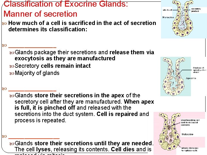 Classification of Exocrine Glands: Manner of secretion How much of a cell is sacrificed