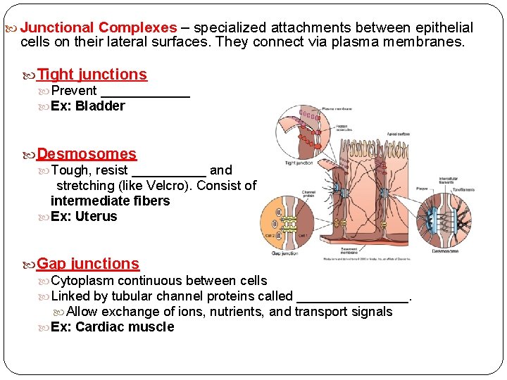  Junctional Complexes – specialized attachments between epithelial cells on their lateral surfaces. They