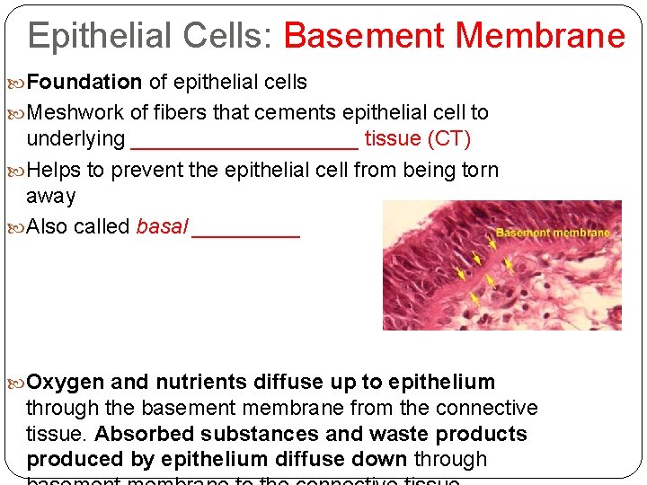 Epithelial Cells: Basement Membrane Foundation of epithelial cells Meshwork of fibers that cements epithelial