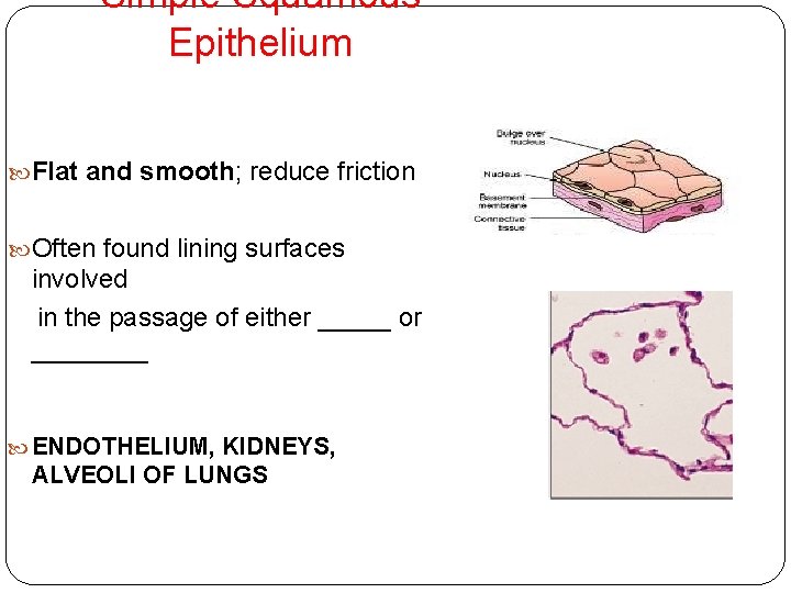 Simple Squamous Epithelium Flat and smooth; reduce friction Often found lining surfaces involved in