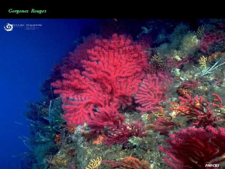 Gorgones Rouges 