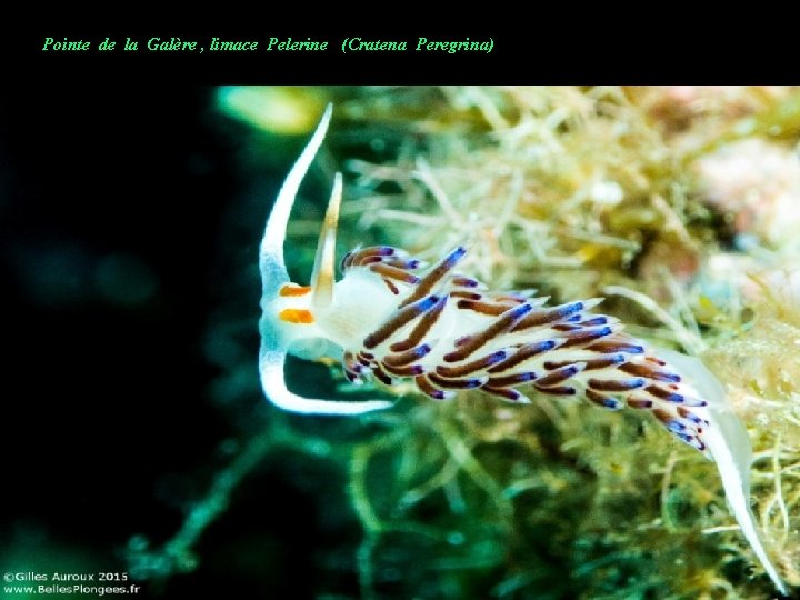 Pointe de la Galère , limace Pelerine (Cratena Peregrina) 