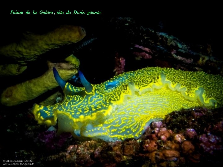 Pointe de la Galère , tête de Doris géante 