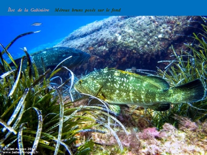 Îlot de la Gabinière Mérous bruns posés sur le fond 