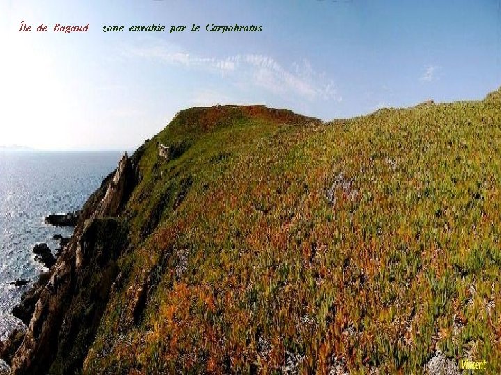 Île de Bagaud zone envahie par le Carpobrotus 