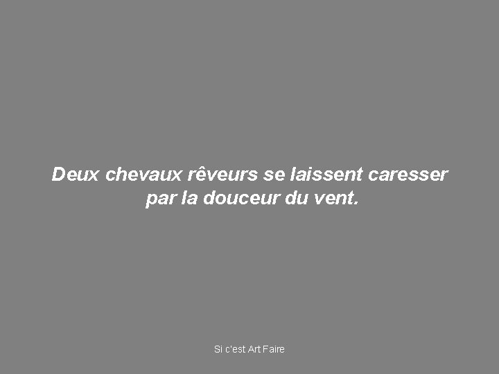 Deux chevaux rêveurs se laissent caresser par la douceur du vent. Si c’est Art