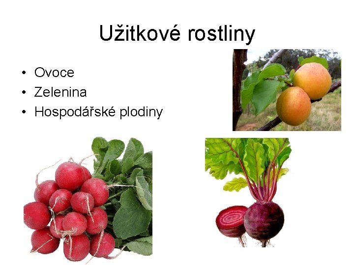 Užitkové rostliny • Ovoce • Zelenina • Hospodářské plodiny 