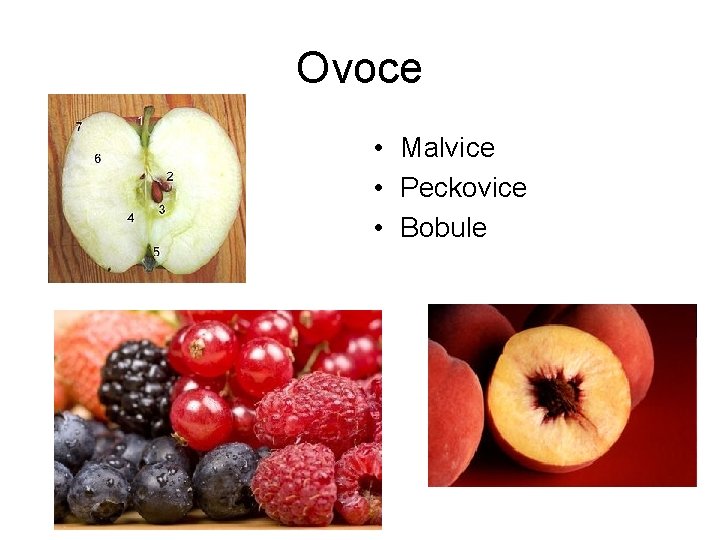 Ovoce • Malvice • Peckovice • Bobule 