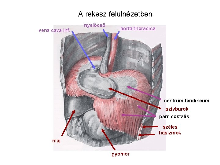 A rekesz felülnézetben vena cava inf. nyelőcső aorta thoracica centrum tendineum szívburok pars costalis