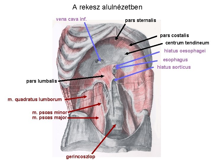 A rekesz alulnézetben vena cava inf. pars sternalis pars costalis centrum tendineum hiatus oesophagei