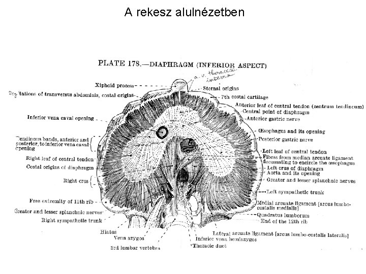 A rekesz alulnézetben A rekesz alulnézetben