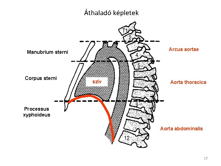 Áthaladó képletek Arcus aortae Manubrium sterni Corpus sterni szív Aorta thoracica Processus xyphoideus Aorta