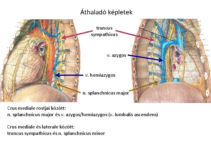 Áthaladó képletek truncus sympathicus v. azygos v. hemiazygos n. splanchnicus major Crus mediale rostjai