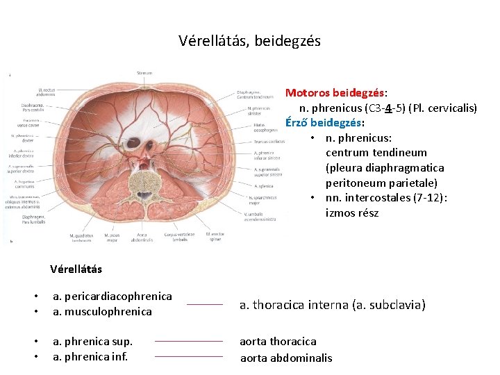 Vérellátás, beidegzés Motoros beidegzés: n. phrenicus (C 3 -4 -5) (Pl. cervicalis) Érző beidegzés: