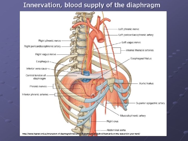 http: //www. flspinalcord. us/innervation-of-diaphragm-studydroid-flashcards-on-the-web-and-in-your-hand/ 