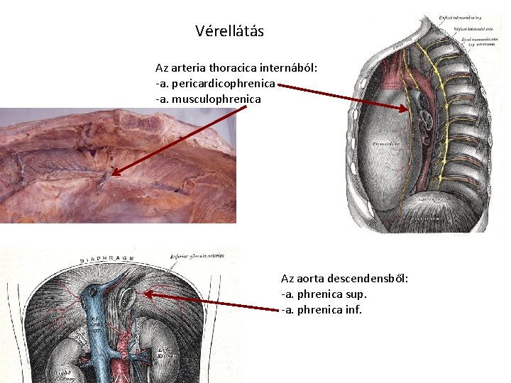 Vérellátás Az arteria thoracica internából: -a. pericardicophrenica -a. musculophrenica Az aorta descendensből: -a. phrenica