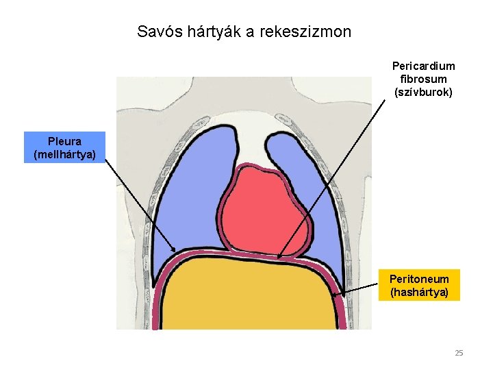 Savós hártyák a rekeszizmon Pericardium fibrosum (szívburok) Pleura (mellhártya) Peritoneum (hashártya) 25 