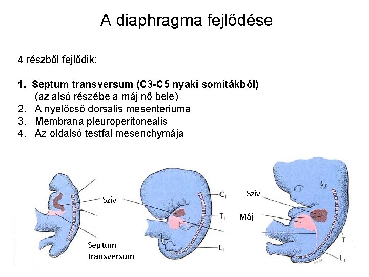 A diaphragma fejlődése 4 részből fejlődik: 1. Septum transversum (C 3 -C 5 nyaki