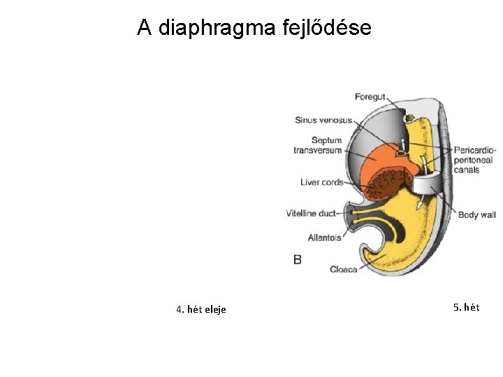 A diaphragma fejlődése 4. hét eleje 5. hét 