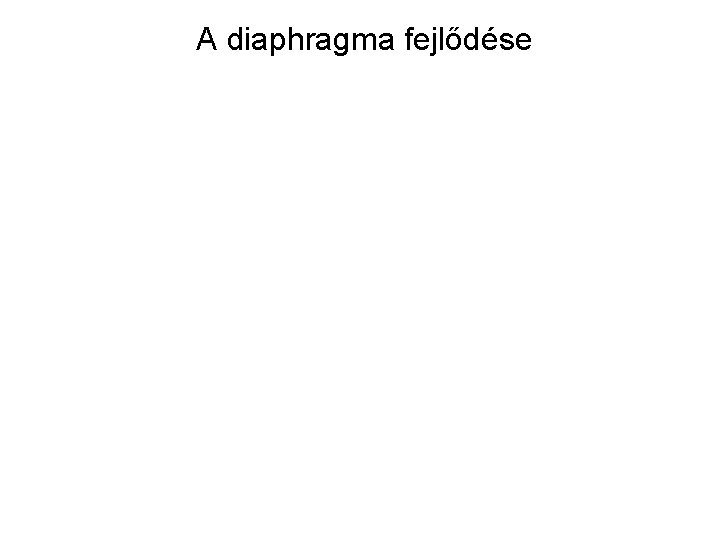 A diaphragma fejlődése 