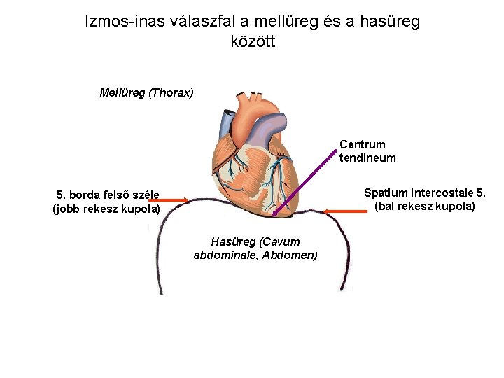 Izmos-inas válaszfal a mellüreg és a hasüreg között Mellüreg (Thorax) Centrum tendineum Spatium intercostale