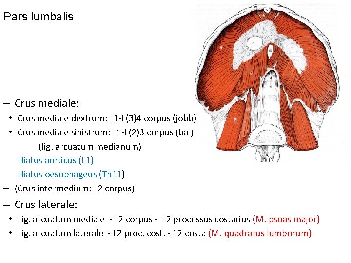 Pars lumbalis – Crus mediale: • Crus mediale dextrum: L 1 -L(3)4 corpus (jobb)