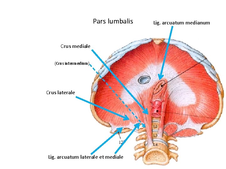 Pars lumbalis Crus mediale (Crus intermedium) Crus laterale Lig. arcuatum laterale et mediale Lig.