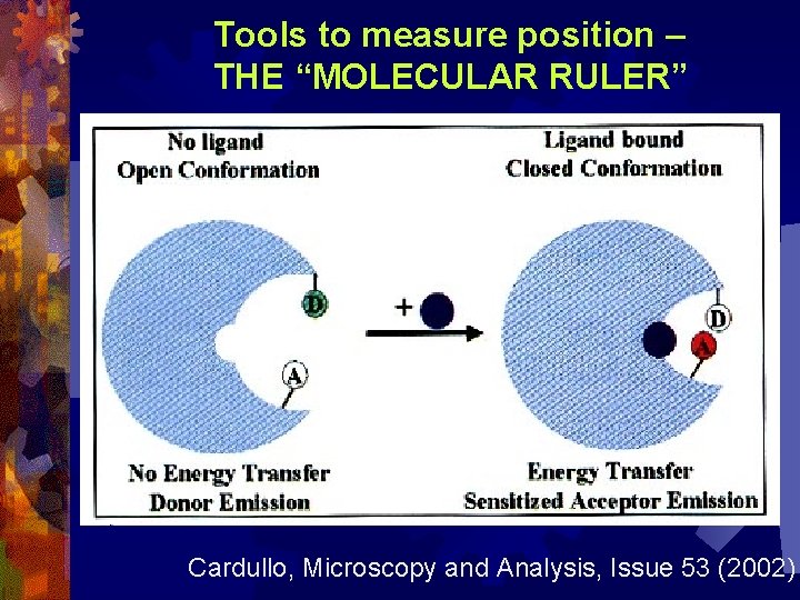 Tools to measure position – THE “MOLECULAR RULER” Cardullo, Microscopy and Analysis, Issue 53