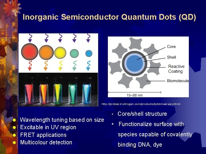 Inorganic Semiconductor Quantum Dots (QD) http: //probes. invitrogen. com/products/qdot/overview. html Wavelength tuning based on