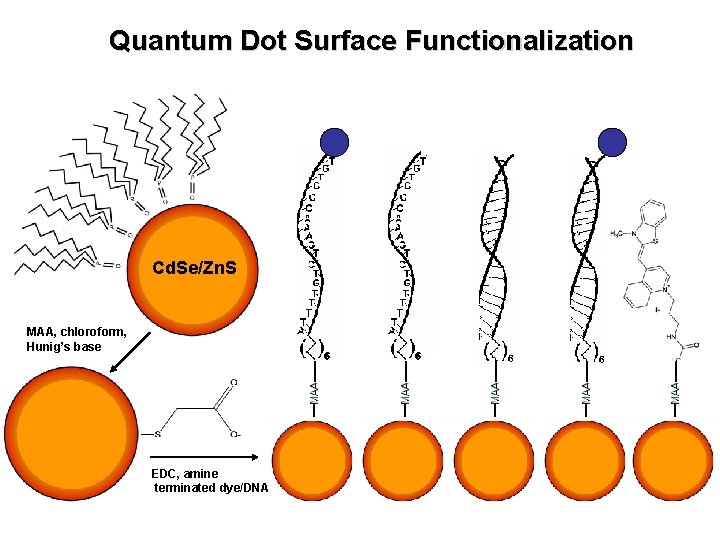 Quantum Dot Surface Functionalization Cd. Se/Zn. S MAA, chloroform, Hunig’s base EDC, amine terminated