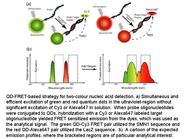 QD-FRET-based strategy for two-colour nucleic acid detection. a) Simultaneous and efficient excitation of green