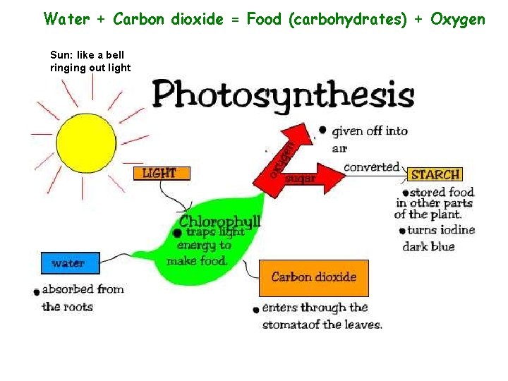 Water + Carbon dioxide = Food (carbohydrates) + Oxygen Sun: like a bell ringing