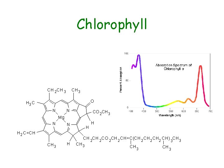 Chlorophyll 