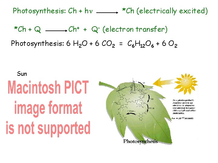 Photosynthesis: Ch + h *Ch + Q *Ch (electrically excited) Ch+ + Q- (electron