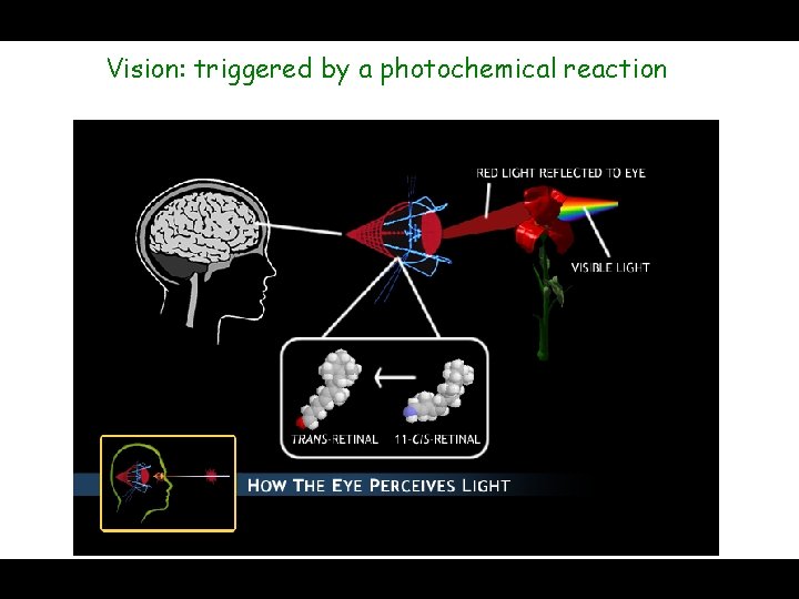 Vision: triggered by a photochemical reaction 