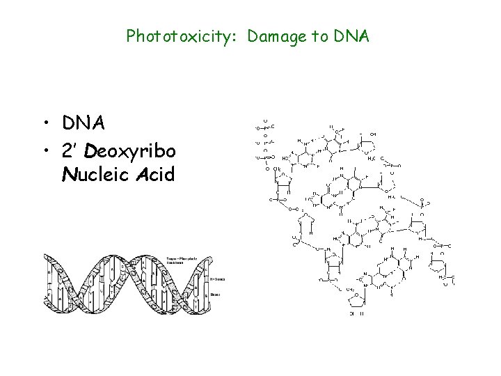 Phototoxicity: Damage to DNA • DNA • 2’ Deoxyribo Nucleic Acid 