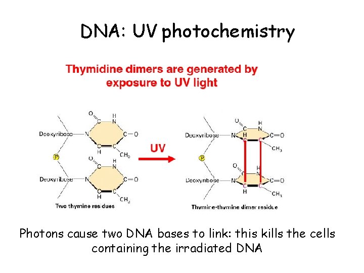 DNA: UV photochemistry Photons cause two DNA bases to link: this kills the cells