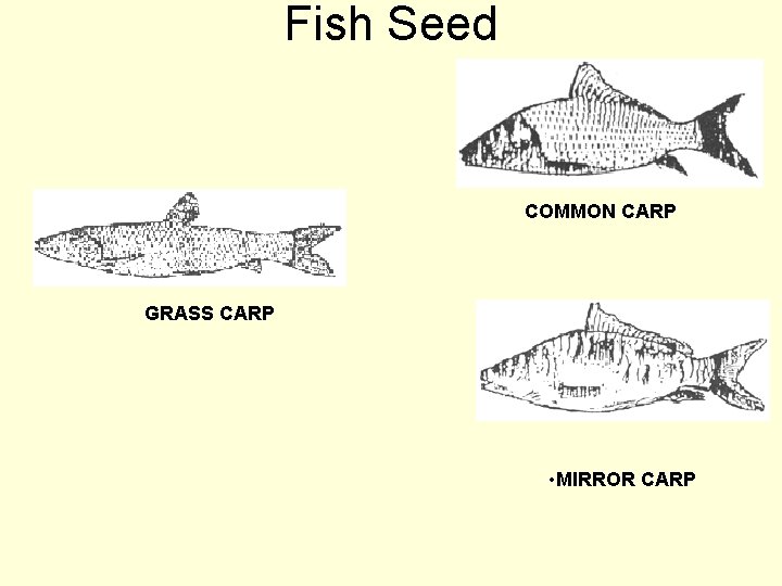 Fish Seed COMMON CARP GRASS CARP • MIRROR CARP 