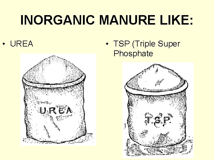 INORGANIC MANURE LIKE: • UREA • TSP (Triple Super Phosphate 