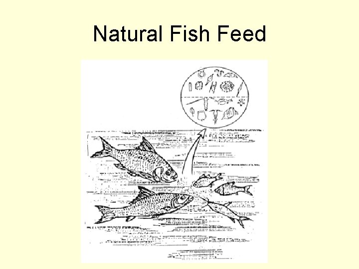 Natural Fish Feed 