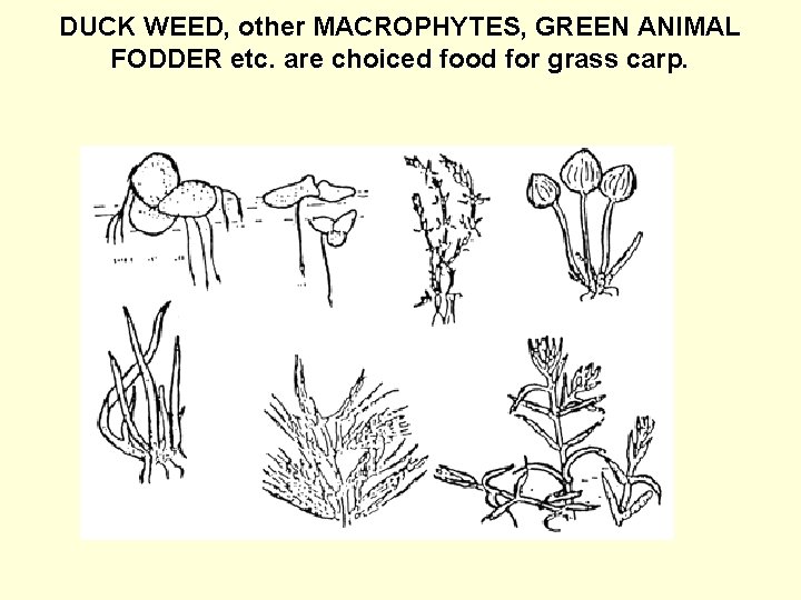 DUCK WEED, other MACROPHYTES, GREEN ANIMAL FODDER etc. are choiced food for grass carp.