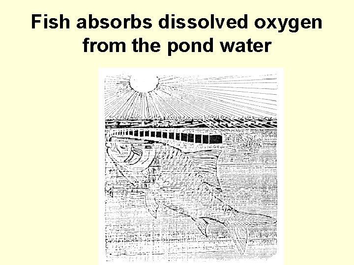 Fish absorbs dissolved oxygen from the pond water 