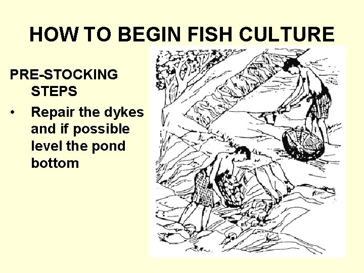 HOW TO BEGIN FISH CULTURE PRE-STOCKING STEPS • Repair the dykes and if possible