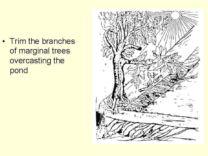  • Trim the branches of marginal trees overcasting the pond 