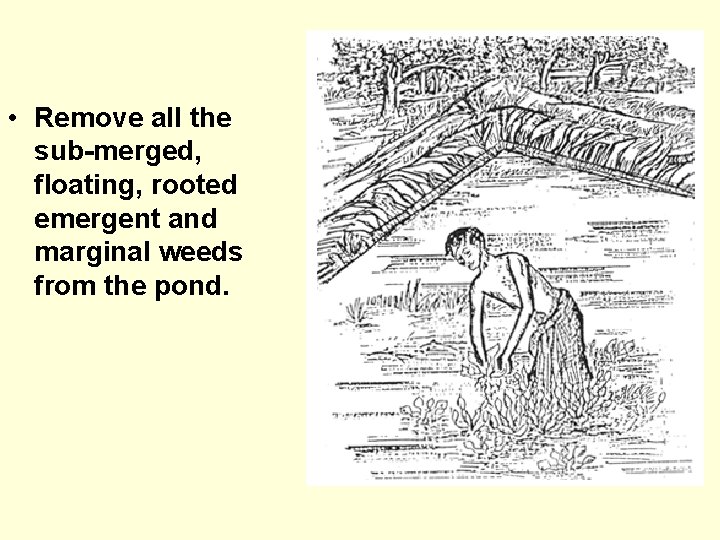  • Remove all the sub-merged, floating, rooted emergent and marginal weeds from the