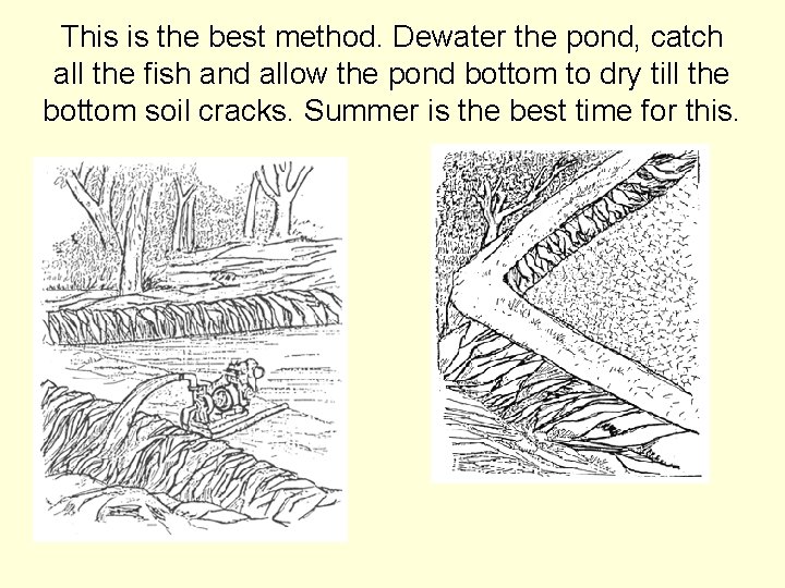 This is the best method. Dewater the pond, catch all the fish and allow