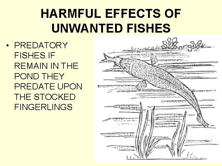 HARMFUL EFFECTS OF UNWANTED FISHES • PREDATORY FISHES IF REMAIN IN THE POND THEY